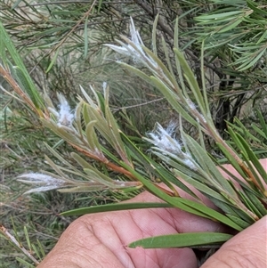 Melaleuca sp. at Kambah, ACT - 2 Jan 2025 06:10 PM