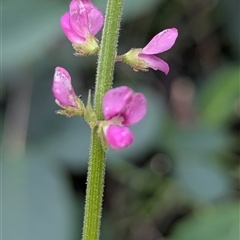 Oxytes brachypoda (Large Tick-trefoil) at Kambah, ACT - 2 Jan 2025 by HelenCross