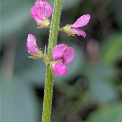 Oxytes brachypoda (Large Tick-trefoil) at Kambah, ACT - 2 Jan 2025 by HelenCross