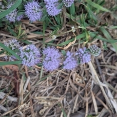 Mentha pulegium (Pennyroyal) at Kambah, ACT - 2 Jan 2025 by HelenCross