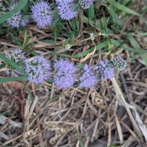 Mentha pulegium at Kambah, ACT by HelenCross