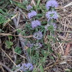 Mentha pulegium at Kambah, ACT - 2 Jan 2025 06:30 PM