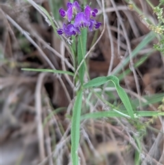 Glycine clandestina (Twining Glycine) at Kambah, ACT - 2 Jan 2025 by HelenCross