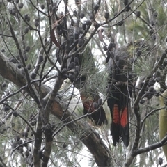 Calyptorhynchus lathami lathami (Glossy Black-Cockatoo) at Bundanoon, NSW - 9 Feb 2020 by GITM1