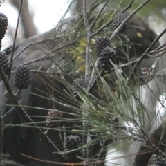 Calyptorhynchus lathami lathami at Bundanoon, NSW - suppressed