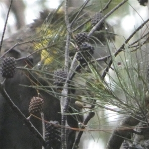 Calyptorhynchus lathami lathami at Bundanoon, NSW - suppressed