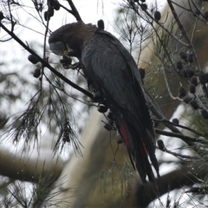 Calyptorhynchus lathami lathami at Bundanoon, NSW - suppressed