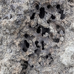 Nasutitermes exitiosus (Snouted termite, Gluegun termite) at Kambah, ACT - 2 Jan 2025 by HelenCross