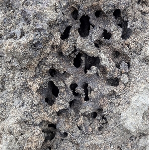 Nasutitermes exitiosus (Snouted termite, Gluegun termite) at Kambah, ACT by HelenCross