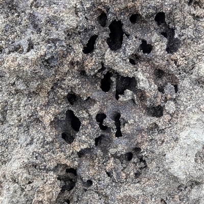 Unidentified Termite (superfamily Termitoidea) at Kambah, ACT - 2 Jan 2025 by HelenCross