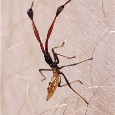 Amblypelta nitida at Hughes, ACT - 2 Jan 2025 by Ct1000