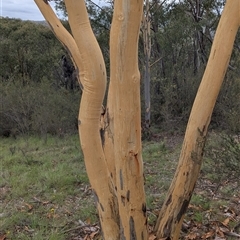 Eucalyptus rossii (Inland Scribbly Gum) at Kambah, ACT - 2 Jan 2025 by HelenCross