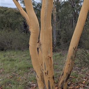 Eucalyptus rossii (Inland Scribbly Gum) at Kambah, ACT by HelenCross