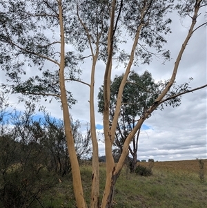 Eucalyptus rossii at Kambah, ACT - 2 Jan 2025 04:08 PM