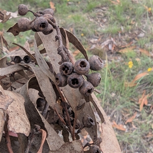 Eucalyptus rossii at Kambah, ACT - 2 Jan 2025 04:08 PM