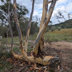 Eucalyptus rossii at Kambah, ACT - 2 Jan 2025 04:08 PM