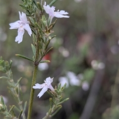 Westringia eremicola (Slender Western Rosemary) at Kambah, ACT - 2 Jan 2025 by HelenCross