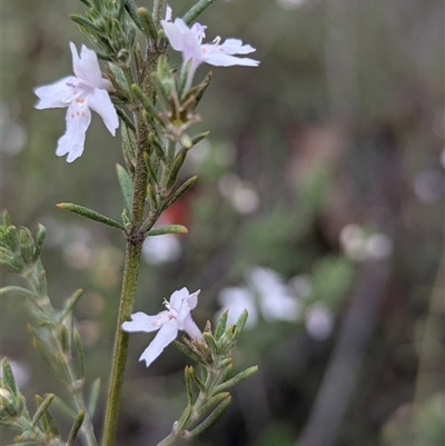 Westringia eremicola at Kambah, ACT - 2 Jan 2025 by HelenCross