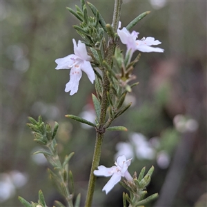 Westringia eremicola at Kambah, ACT - 2 Jan 2025 04:09 PM