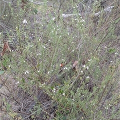 Westringia eremicola at Kambah, ACT - 2 Jan 2025 04:09 PM