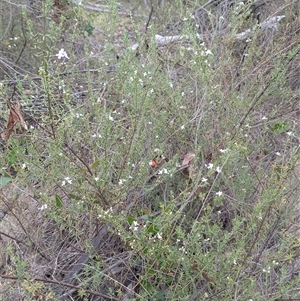 Westringia eremicola at Kambah, ACT - 2 Jan 2025 04:09 PM