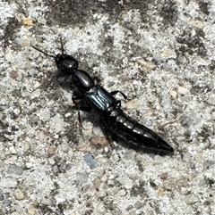 Thyreocephalus sp. (genus) (Rove beetle) at Parkes, ACT - 2 Jan 2025 by Pirom