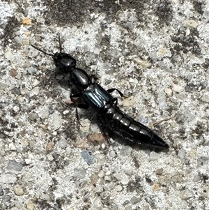 Thyreocephalus sp. (genus) at Parkes, ACT - 2 Jan 2025 01:51 PM