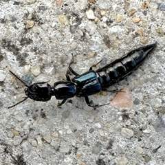 Thyreocephalus sp. (genus) at Parkes, ACT - 2 Jan 2025 01:51 PM