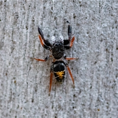 Apricia jovialis (Jovial jumping spider) at Higgins, ACT - 31 Dec 2024 by Untidy