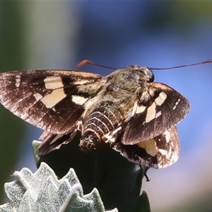 Trapezites symmomus at Guerilla Bay, NSW - 22 Dec 2024 03:48 PM