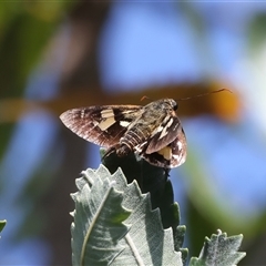 Trapezites symmomus at Guerilla Bay, NSW - 22 Dec 2024 03:48 PM