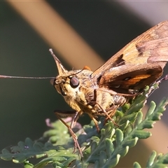 Trapezites symmomus at Guerilla Bay, NSW - 22 Dec 2024 03:48 PM