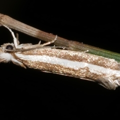 Mimoscopa ochetaula (A Tineid moth (Myrmecozelinae)) at Freshwater Creek, VIC - 17 Mar 2024 by WendyEM