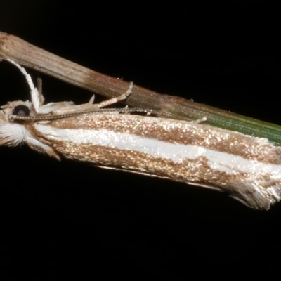 Mimoscopa ochetaula (A Tineid moth (Myrmecozelinae)) at Freshwater Creek, VIC - 17 Mar 2024 by WendyEM