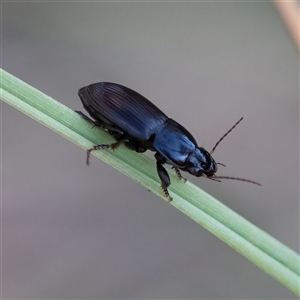 Harpalini sp. (tribe) at Higgins, ACT - 1 Jan 2025 05:58 PM