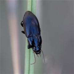 Harpalini sp. (tribe) at Higgins, ACT - 1 Jan 2025 05:58 PM