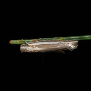 Mimoscopa ochetaula at Freshwater Creek, VIC - 27 Mar 2021