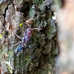 Mutillidae (family) (Unidentified Mutillid wasp or velvet ant) at Higgins, ACT - 31 Dec 2024 by Untidy