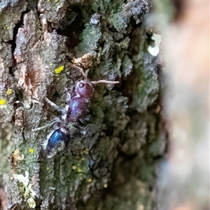 Mutillidae (family) (Unidentified Mutillid wasp or velvet ant) at Higgins, ACT by Untidy