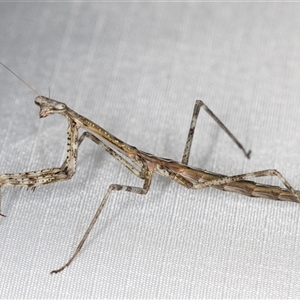 Archimantis sp. (genus) at Melba, ACT by kasiaaus