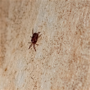 Erythraeidae (family) (Erythraeid mite) at Higgins, ACT by Untidy