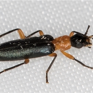 Oedemeridae (family) at suppressed - suppressed