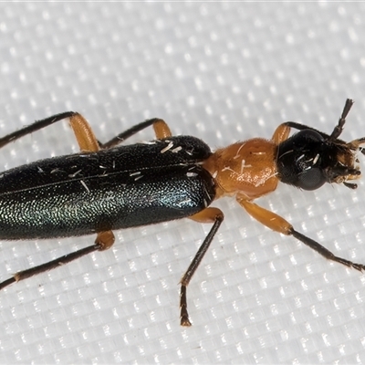 Oedemeridae (family) (False blister beetle) at Melba, ACT - 1 Jan 2025 by kasiaaus