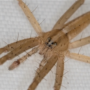 Thasyraea lepida (Prowling spider) at Melba, ACT by kasiaaus