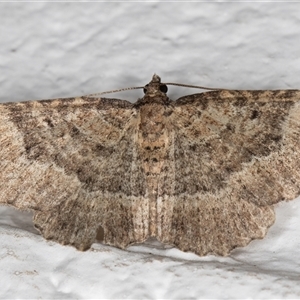 Visiana brujata (Brujata Carpet) at Melba, ACT by kasiaaus