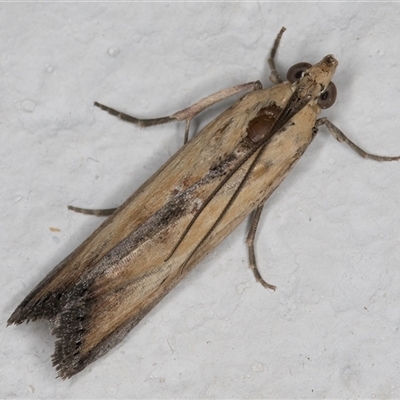 Morosaphycita oculiferella (A Pyralid moth (Phycitinae) at Melba, ACT - 2 Jan 2025 by kasiaaus