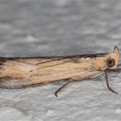 Morosaphycita oculiferella at Melba, ACT - 2 Jan 2025