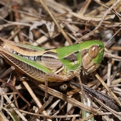 Praxibulus sp. (genus) (A grasshopper) at Kambah, ACT - 2 Jan 2025 by TimL