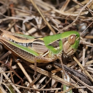 Praxibulus sp. (genus) (A grasshopper) at Kambah, ACT by TimL