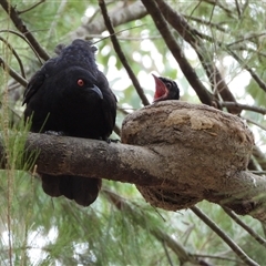 Corcorax melanorhamphos (White-winged Chough) at Greenway, ACT - 1 Jan 2025 by LineMarie